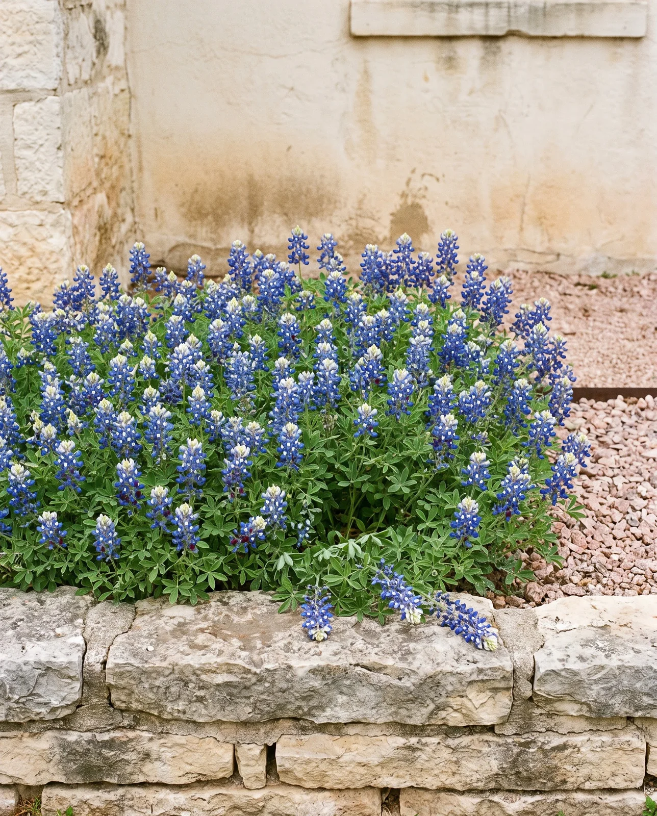 A three-foot square of limestone-house planting bed filled with forty bluebonnets in full April bloom