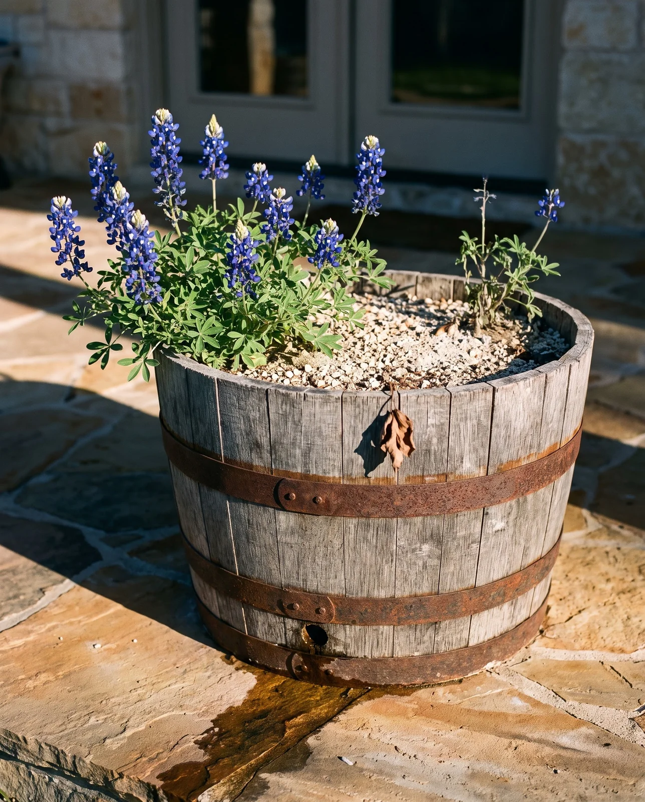 A weathered half whiskey barrel of gritty mix flowering with bluebonnets on a San Antonio flagstone patio