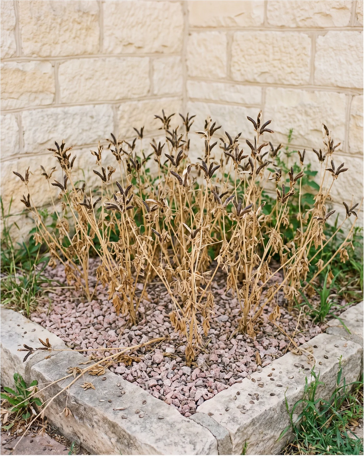 The same planting bed ten weeks later, every plant dead and straw-coloured with rows of split brown seed pods