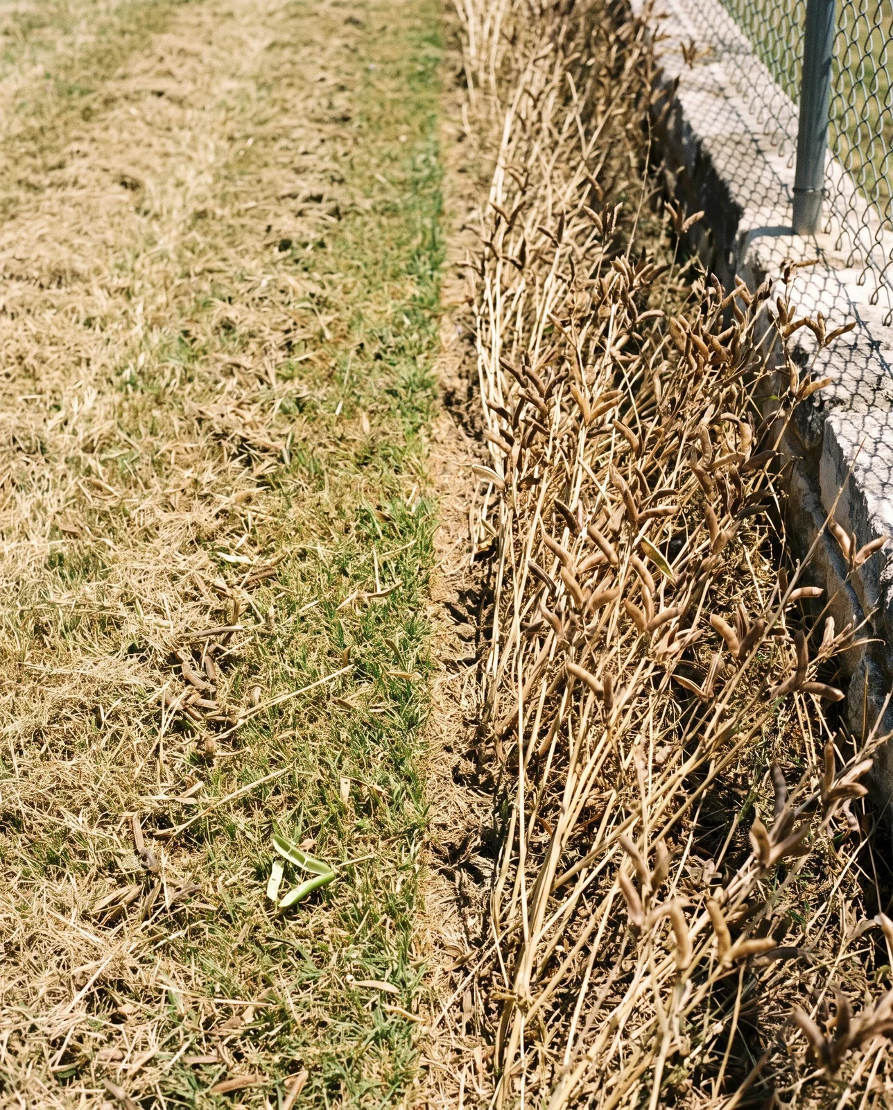 A hard cut line across a suburban lot with mown stubble on one side and a standing seeding bluebonnet stand on the other