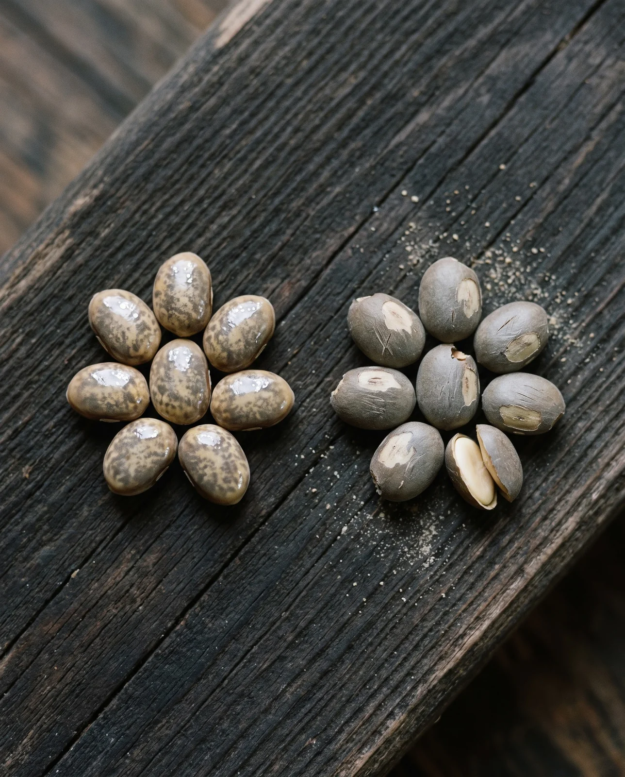 Macro of two groups of bluebonnet seed on a dark board, one glossy and intact, one scuffed through the coat