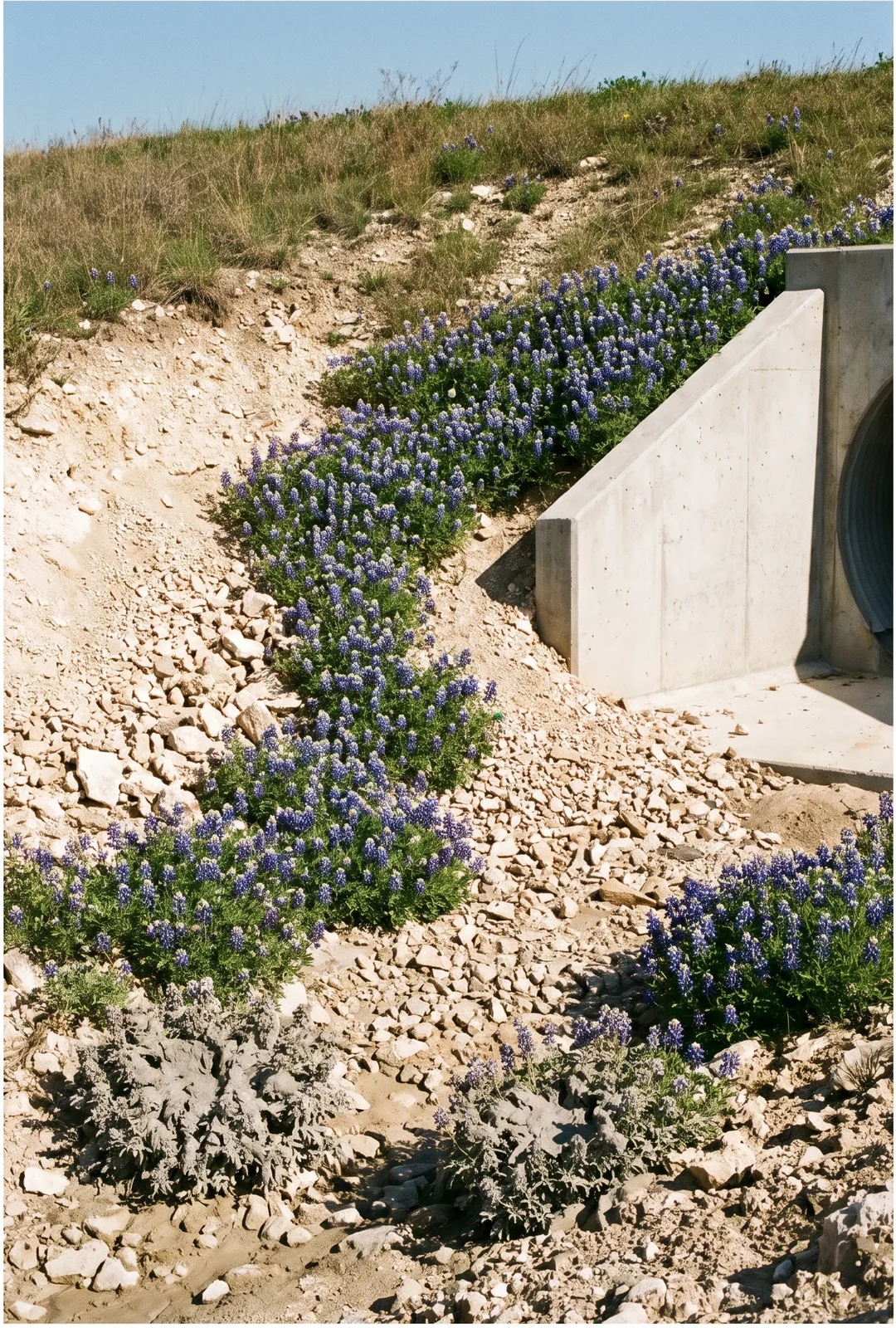 Bluebonnets colonizing a raw scraped caliche embankment at a new culvert crossing on a county road