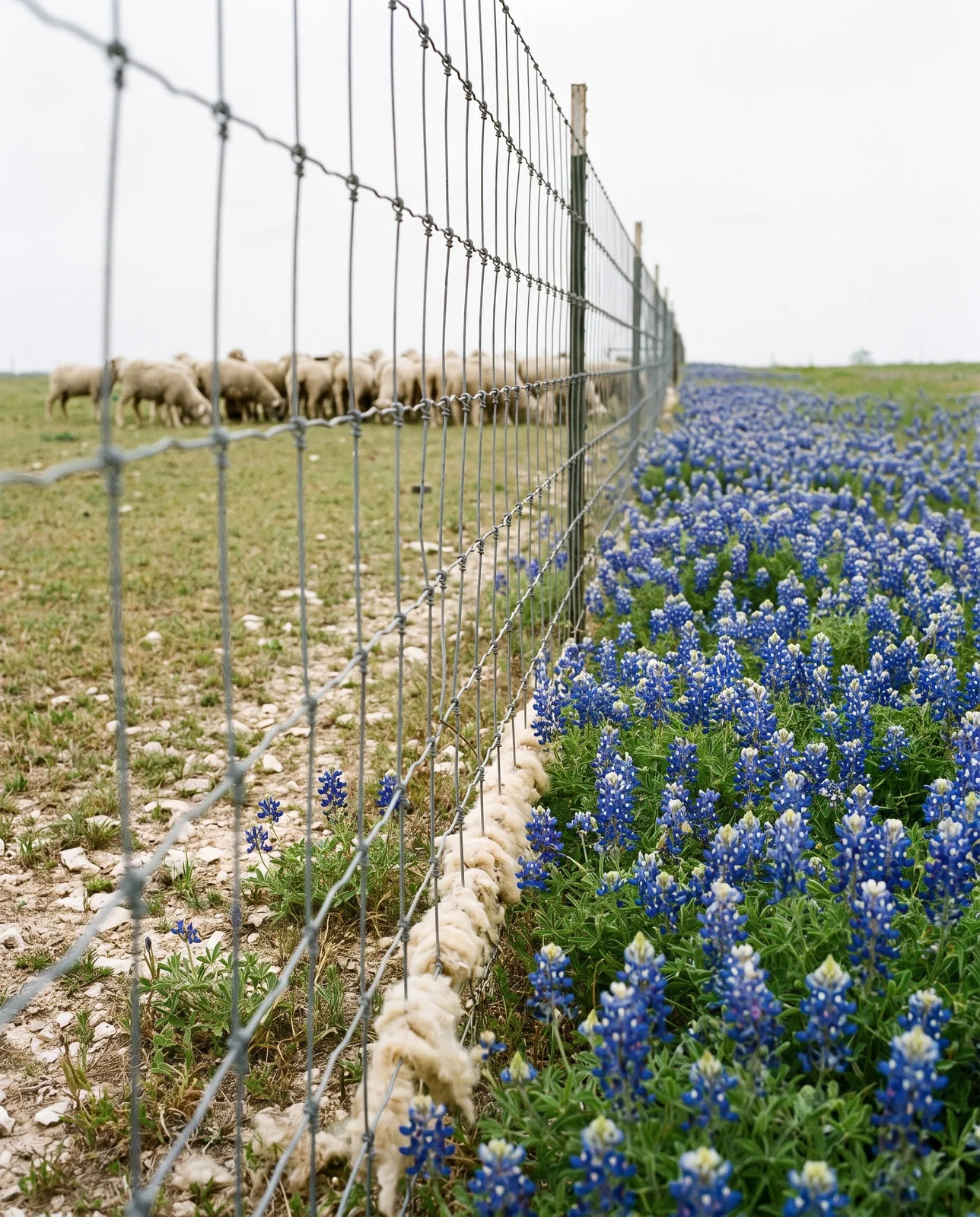 A wire fence with bluebonnets standing thick on the cattle side and grazed away to stubs on the sheep side