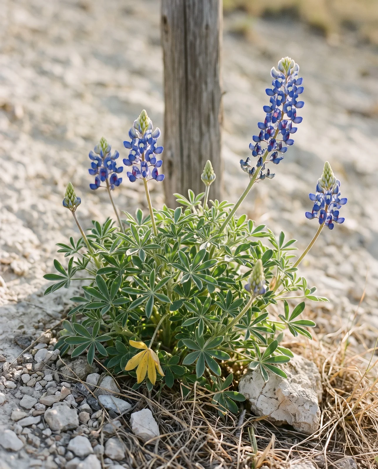 One entire bluebonnet plant side on against bare pale caliche, showing its leaf mound and seven flower stems
