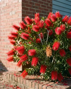 Bottlebrush flower