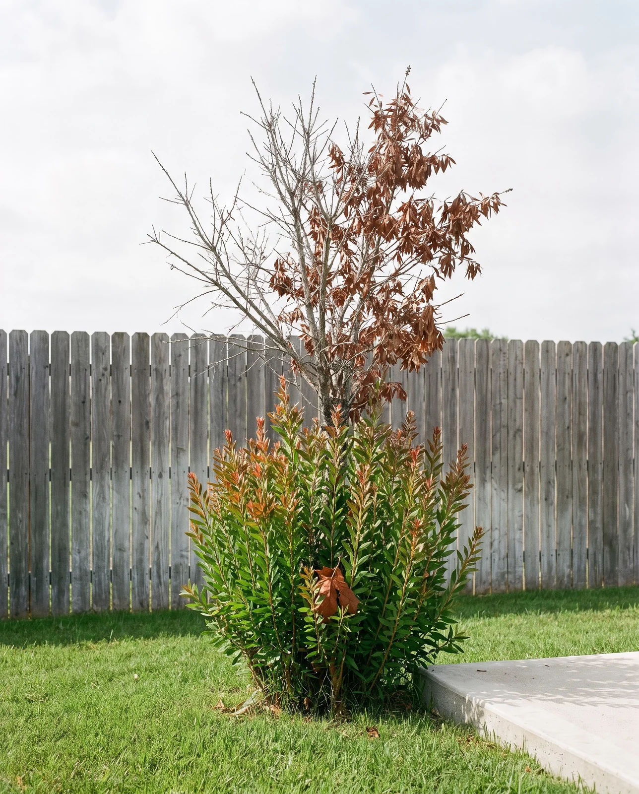 The same freeze-killed bottlebrush three months later, dead top still standing over a thicket of new shoots from the base