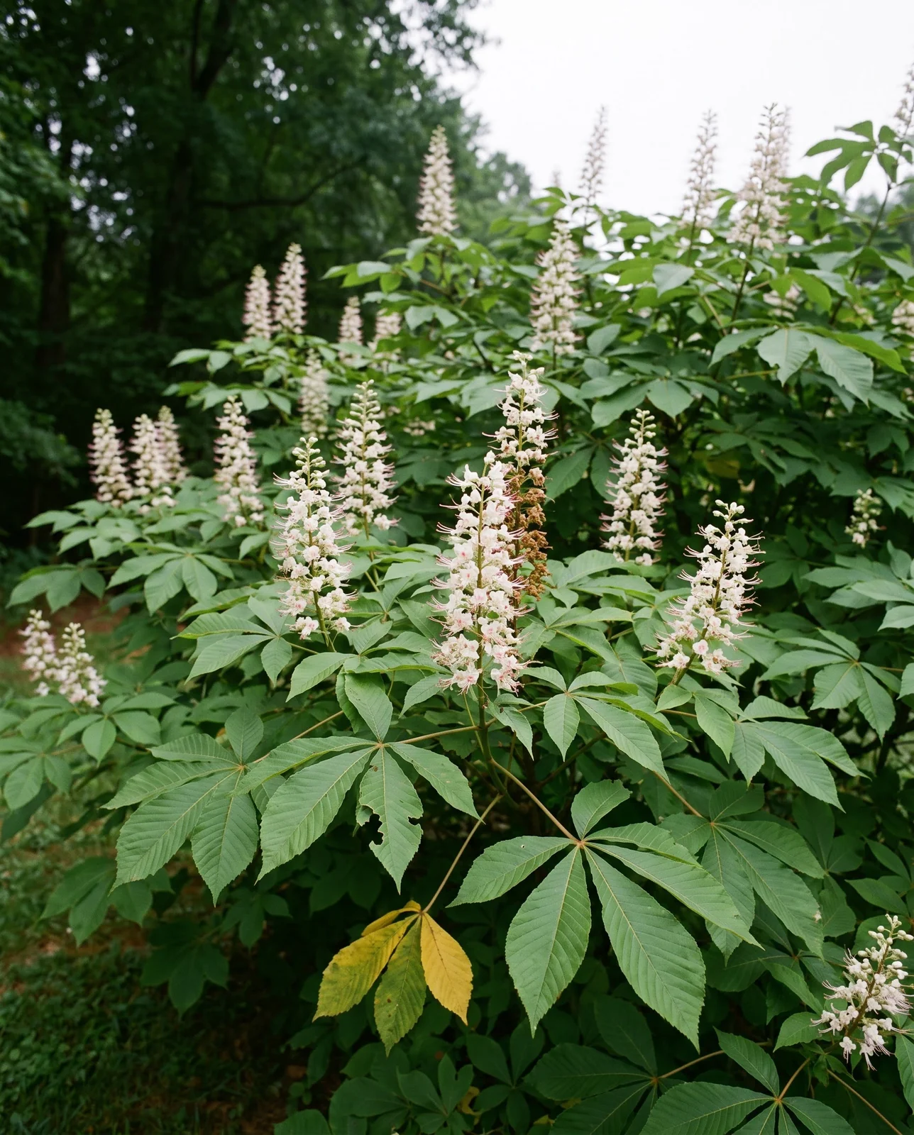 Bottlebrush buckeye, Aesculus parviflora, in flower with white candles above coarse palmate leaves at a shaded lawn edge