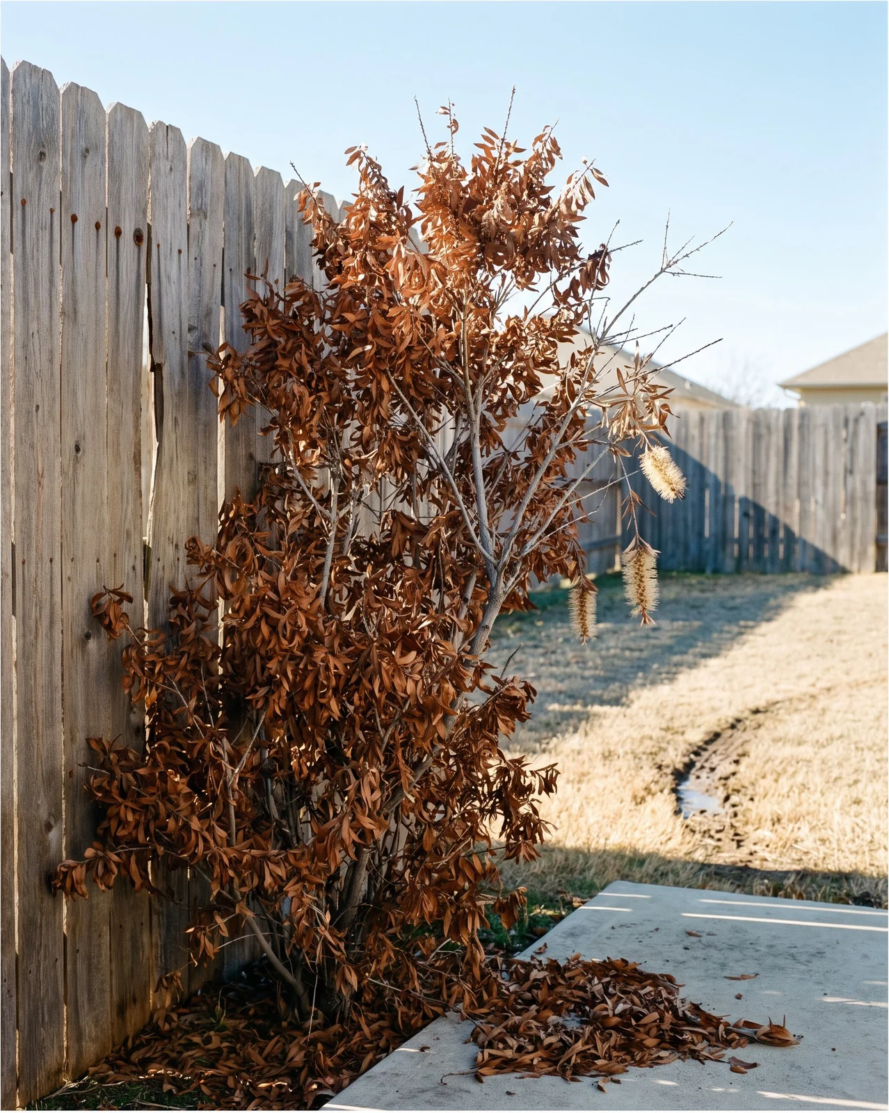 A twelve-foot bottlebrush burnt rust-brown top to bottom against a cedar fence ten days after a hard Texas freeze