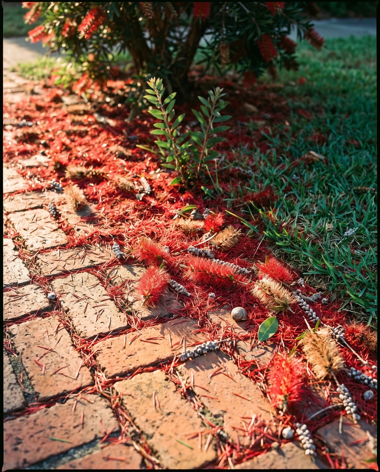 A carpet of fine red bottlebrush filament litter and spent spikes drifted across an old brick walk into the lawn edge