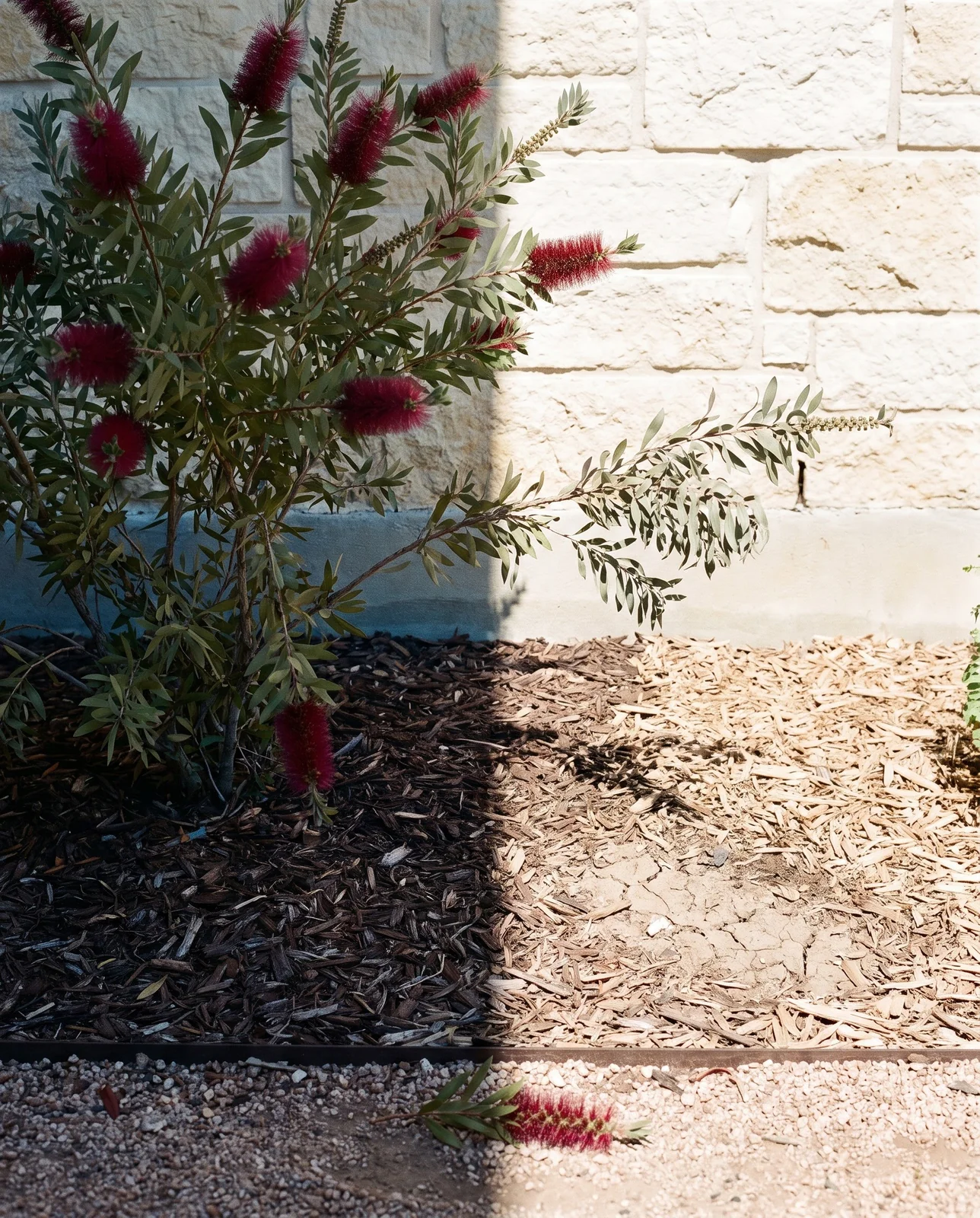 A bottlebrush on the sheltered north side of a limestone wall with the July shadow line cutting across the bed