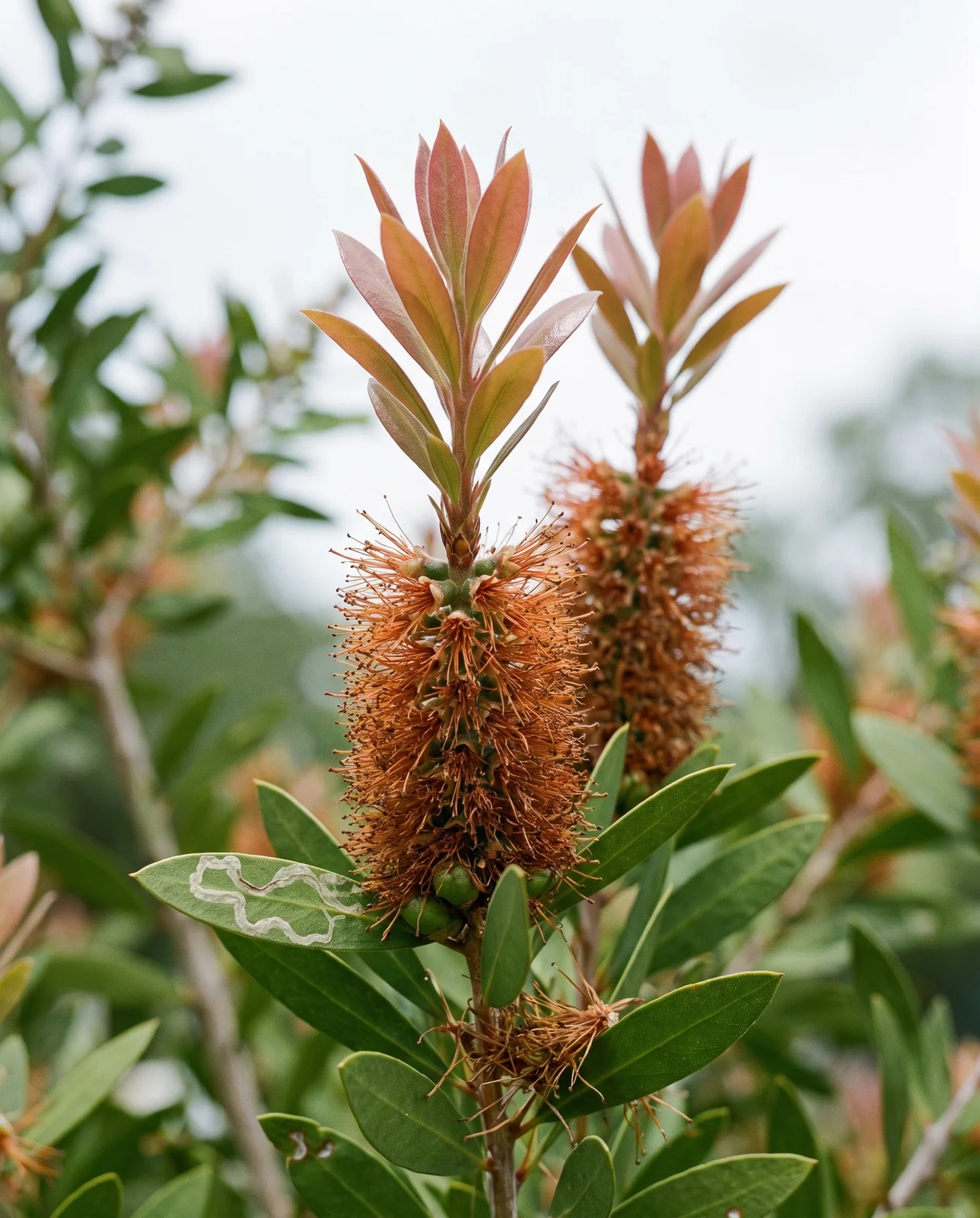 A spent bottlebrush spike gone rust with the leafy shoot already growing on through the top of the old brush