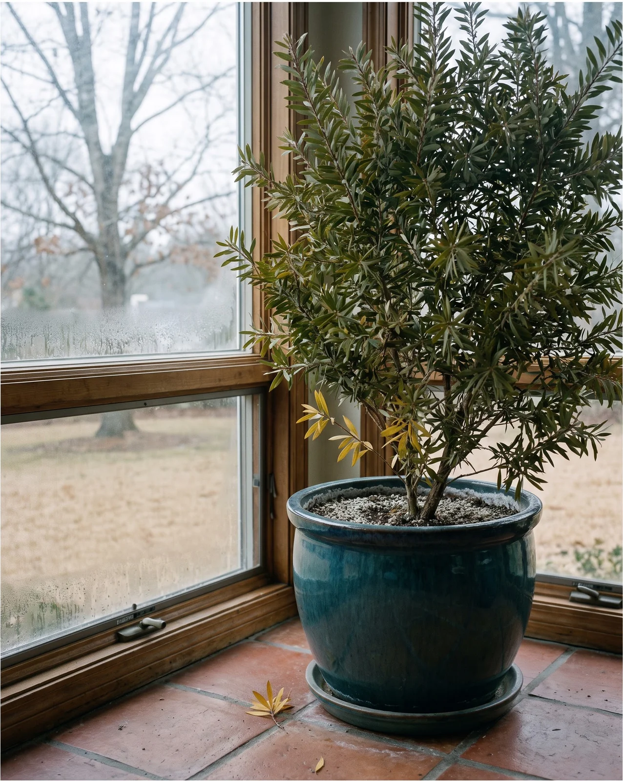 A five-foot potted bottlebrush overwintering on the tile floor of an unheated bright sun room in January