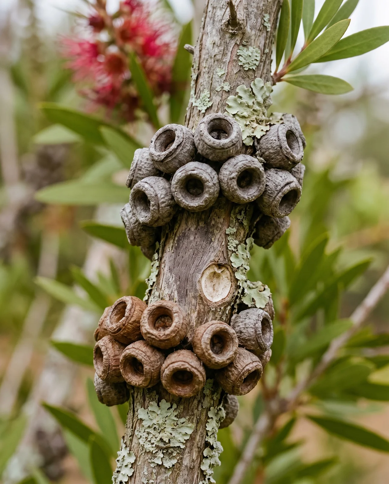 Clusters of hard grey woody seed capsules gripping older bottlebrush wood in two bands from different seasons