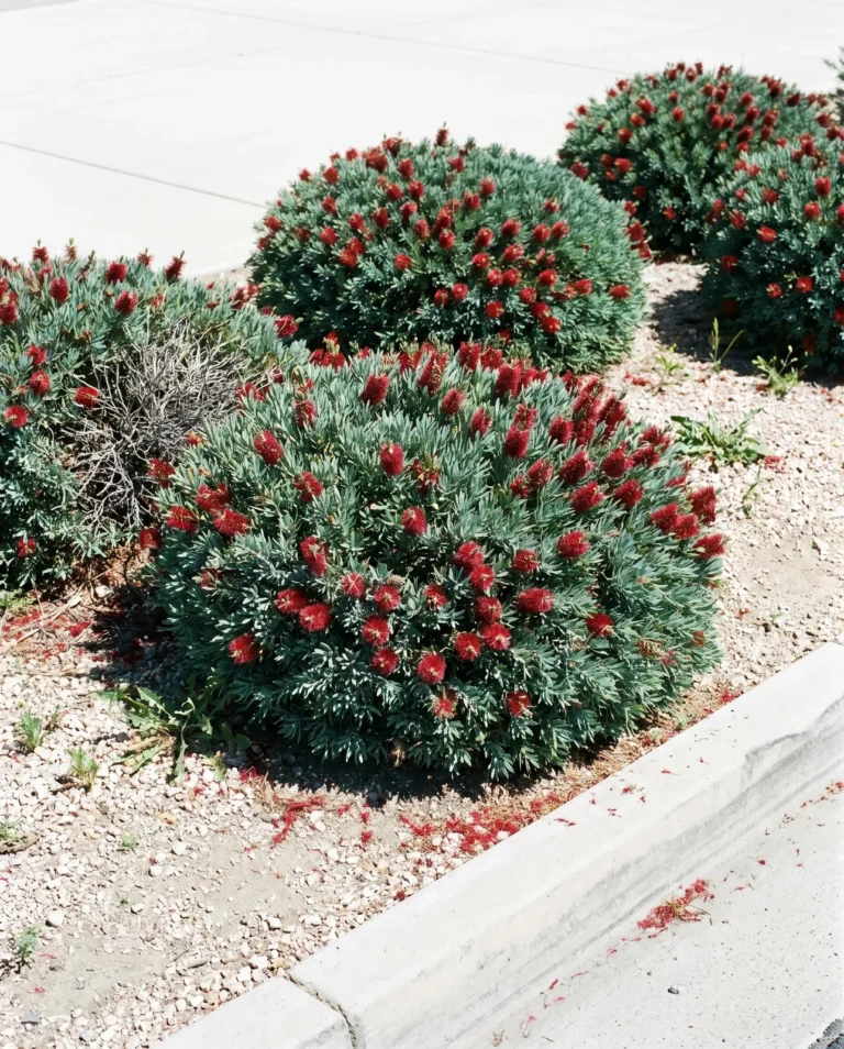 Dwarf Little John bottlebrush as knee-high blue-green mounds wider than tall along a decomposed granite parking strip