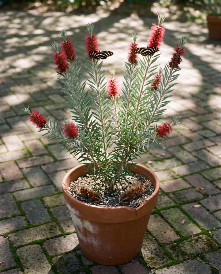 Stiff bottlebrush in a wide terracotta pot showing rigid upright branching and sharp-pointed leaves, a butterfly at one spike