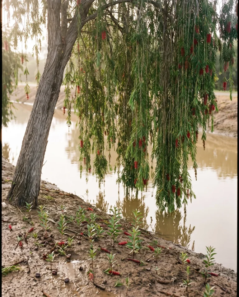 Weeping bottlebrush hanging in a curtain of drooping branchlets over a Florida canal bank with self-sown seedlings below