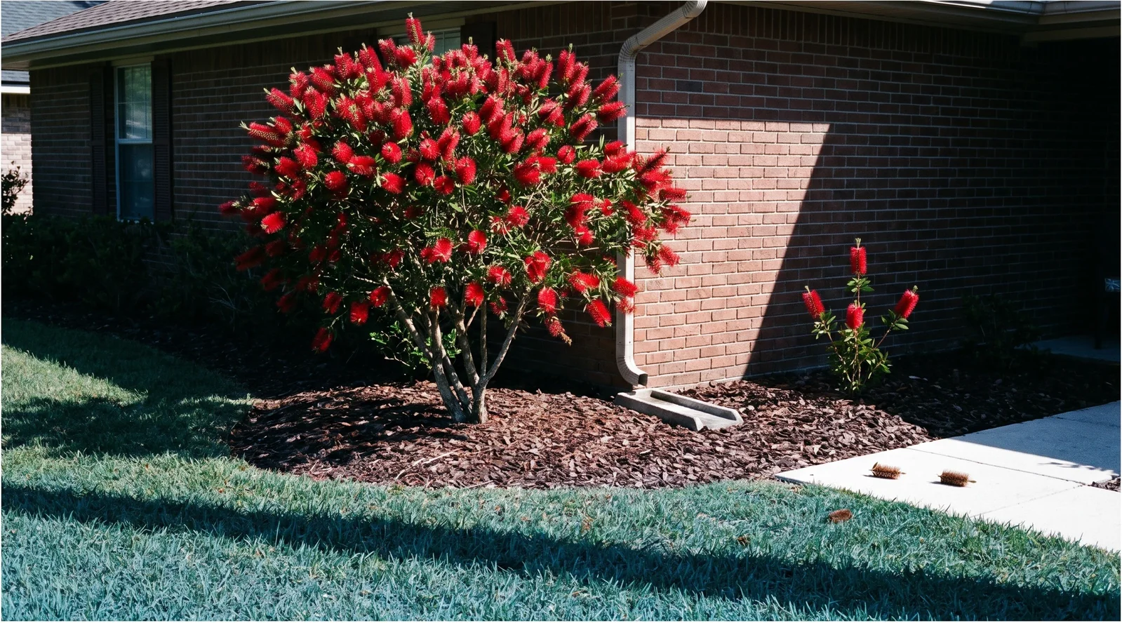A twelve-foot bottlebrush set well clear of a brick house wall and walk, with a younger plant eight feet along the bed