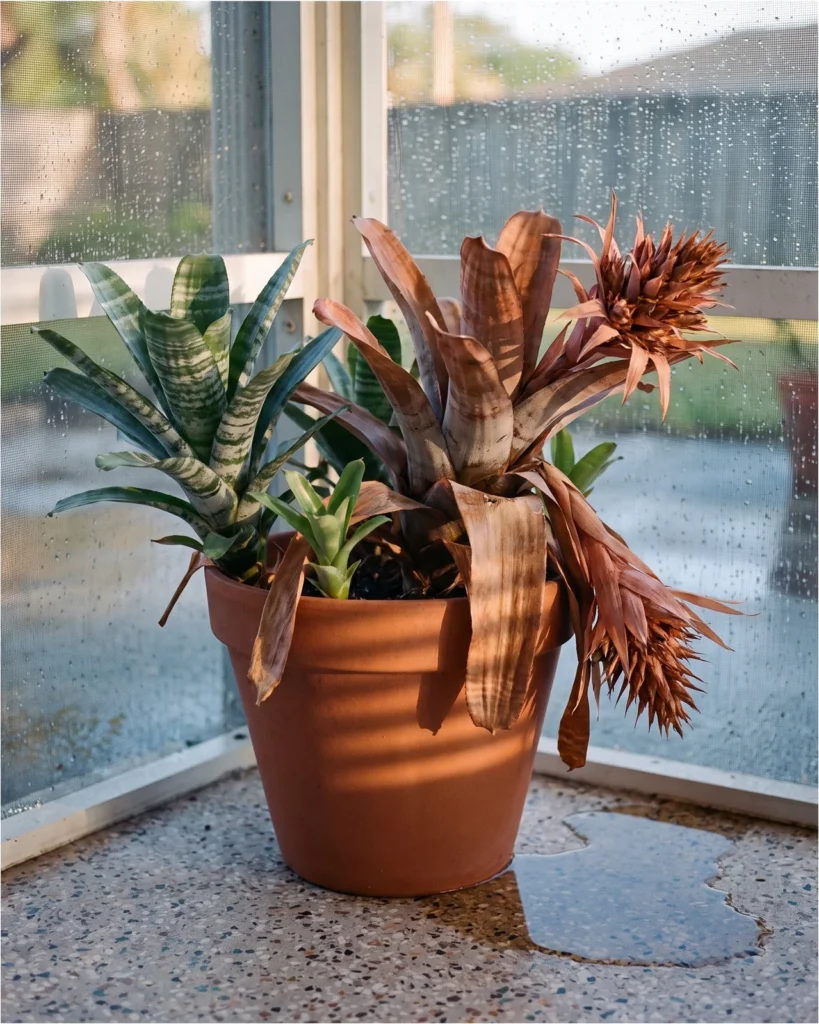 A browned, collapsing bromeliad mother rosette on a Florida sun porch with three green pups swelling at its base