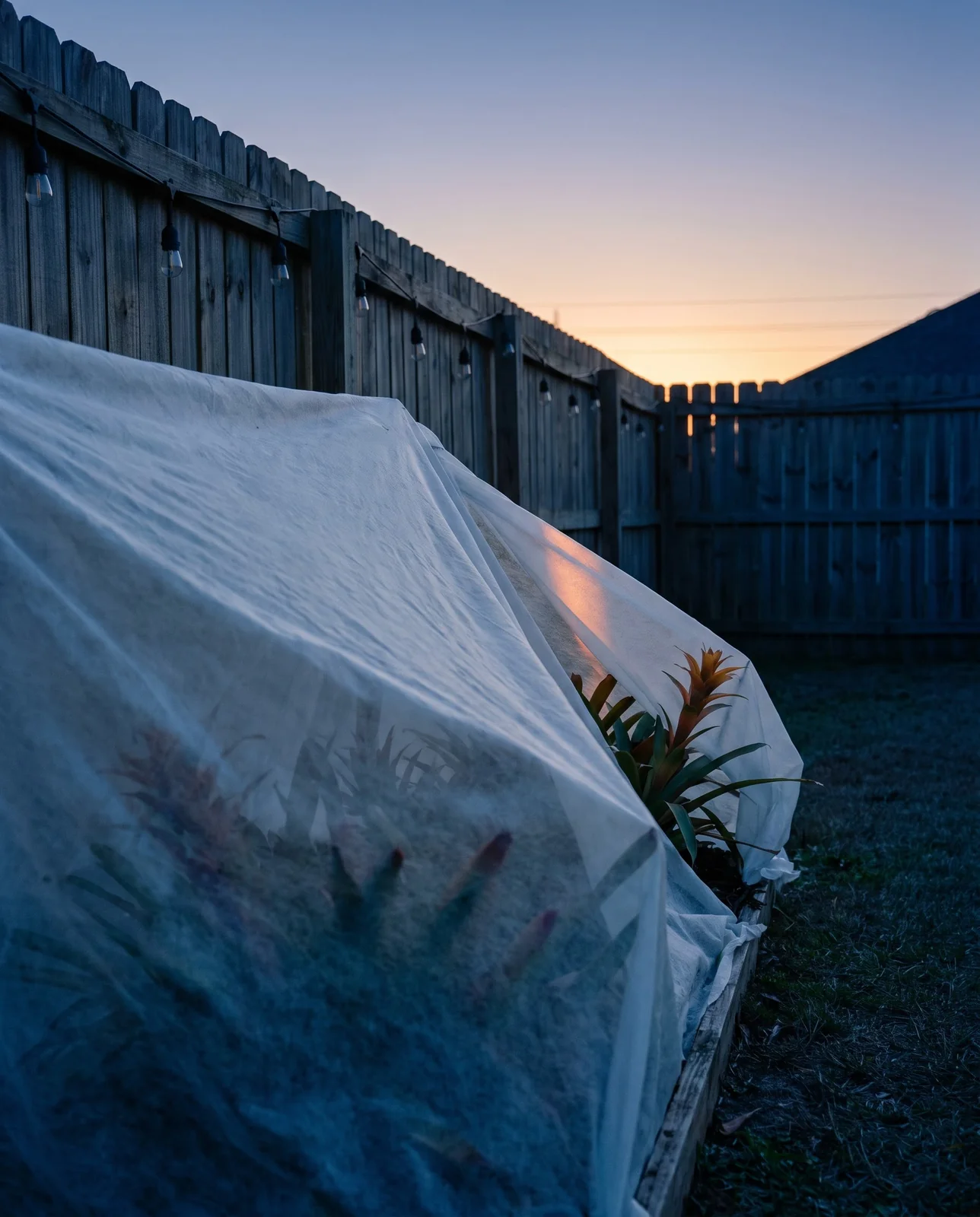 Frost cloth draped over an in-ground bromeliad bed at dusk before a rare cold night on the Gulf Coast
