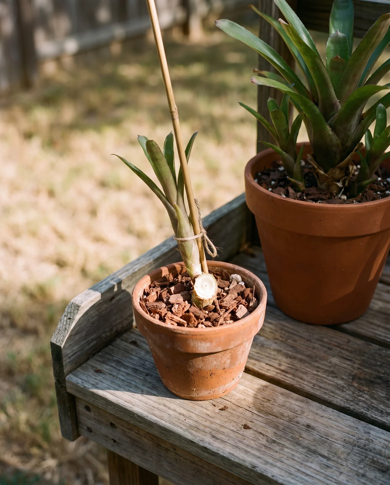 A freshly potted bromeliad pup in a small terracotta pot beside the leftover mother stump on a potting bench
