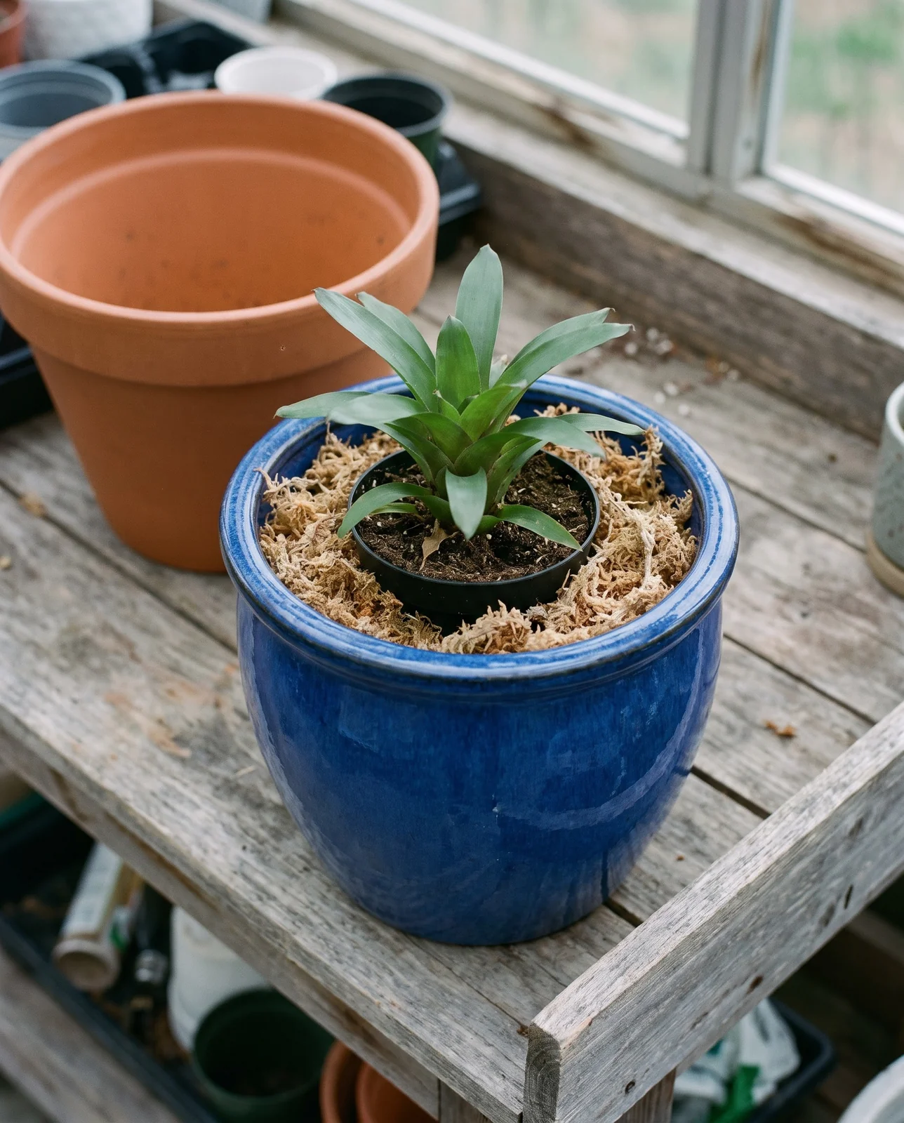 A small nursery pot with a bromeliad's compact roots set inside a larger decorative sleeve pot on a potting bench