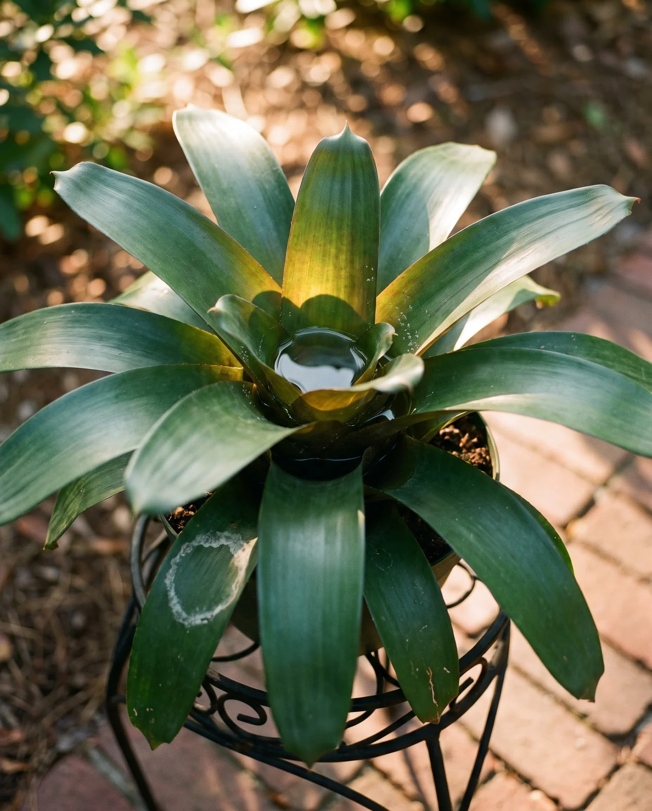 A bromeliad's central cup brimming with fresh water, catching morning sunlight on an outdoor plant stand