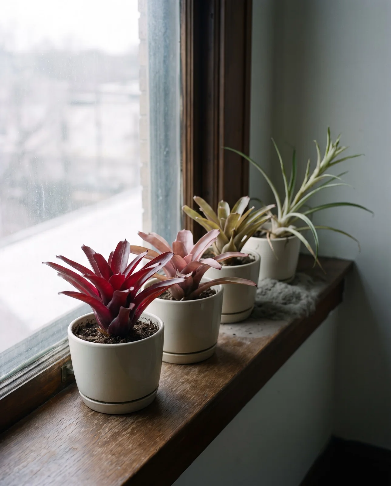 A row of bromeliad pots on a windowsill showing color and leaf length changing with distance from the light