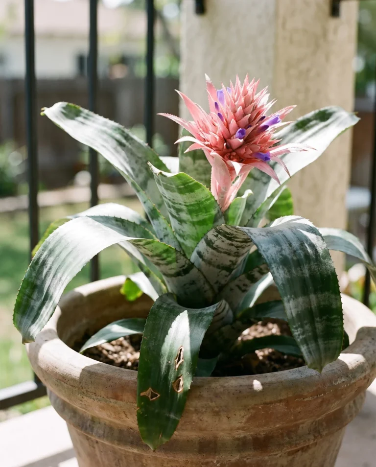 An Aechmea fasciata rosette with silver-banded leaves and a jagged pink bract on a bright patio