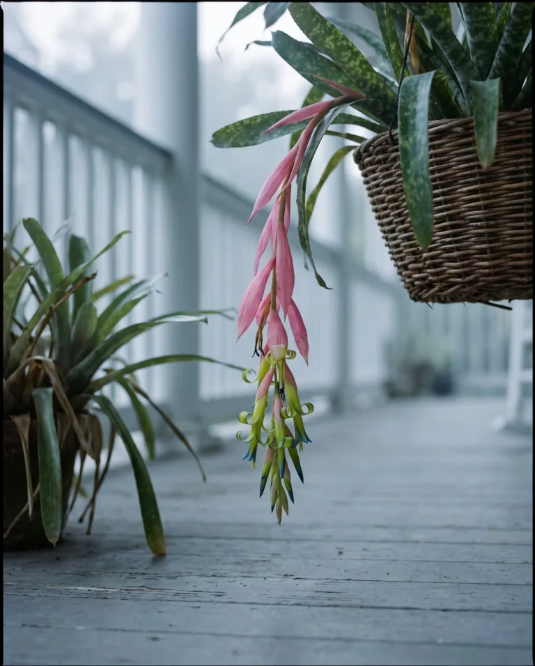 A Billbergia rosette with a pendent flower spike hanging below the leaves, grown mainly for its foliage