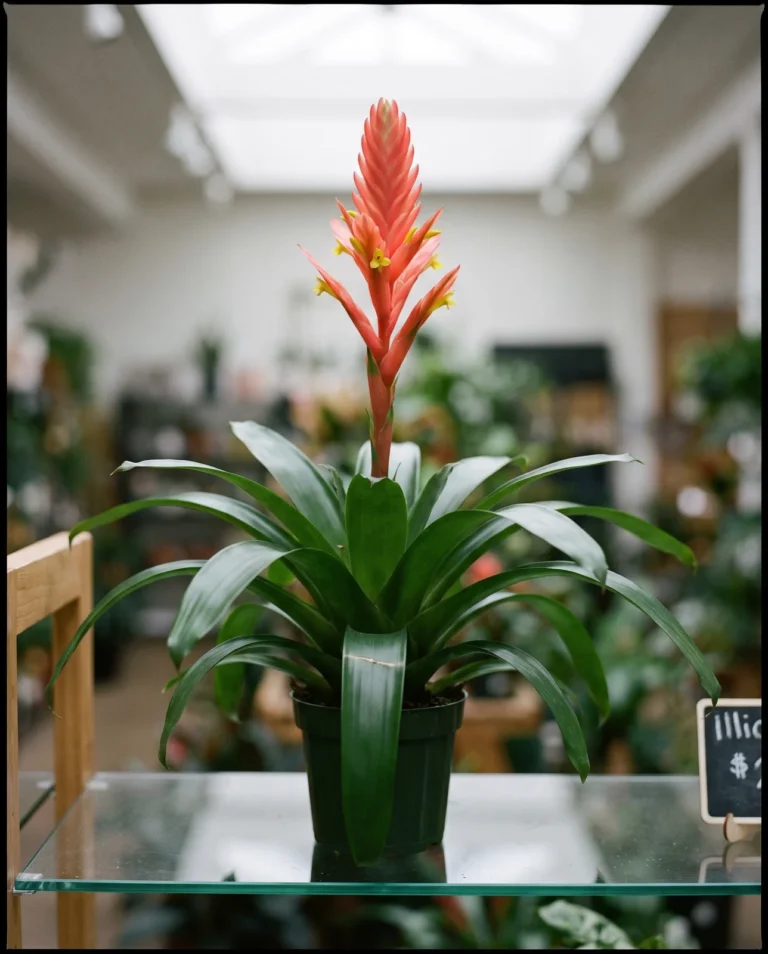 A Guzmania rosette with glossy strap leaves and a tall upright coral spike on a plant-shop shelf