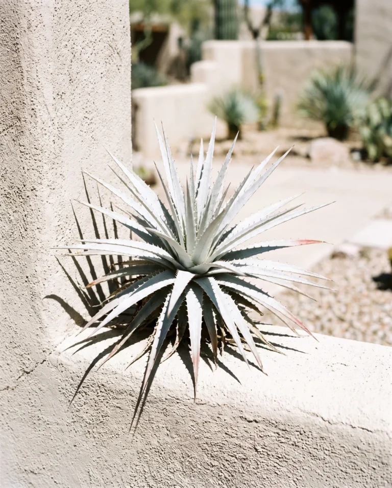 A Hechtia rosette in full sun on a courtyard wall ledge, a high-light dry-end bromeliad