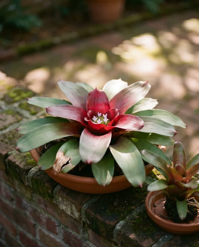 A Neoregelia rosette grown for its flat, colored foliage rather than its small hidden flowers