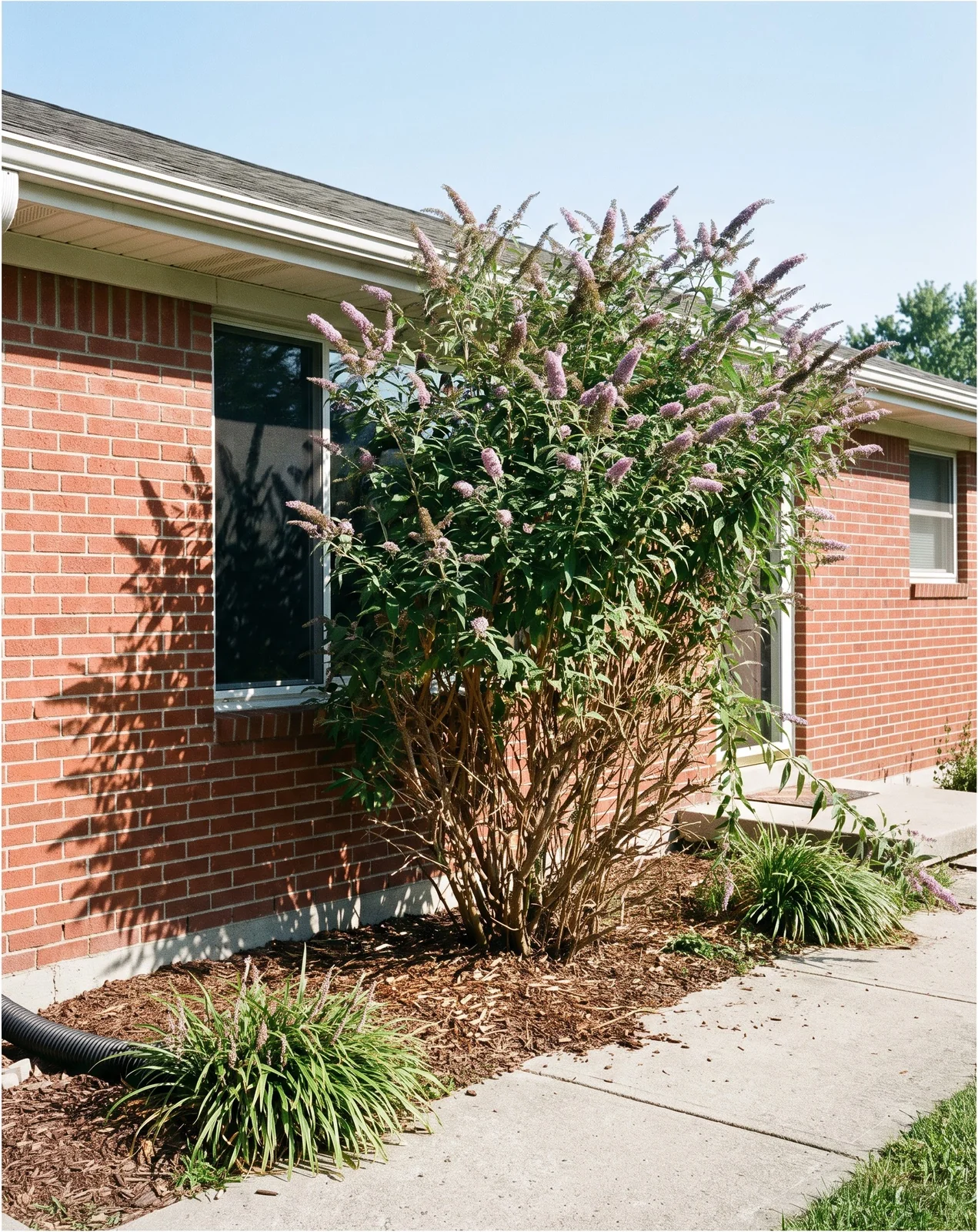 An overgrown butterfly bush grown up across the front window of a house by late summer
