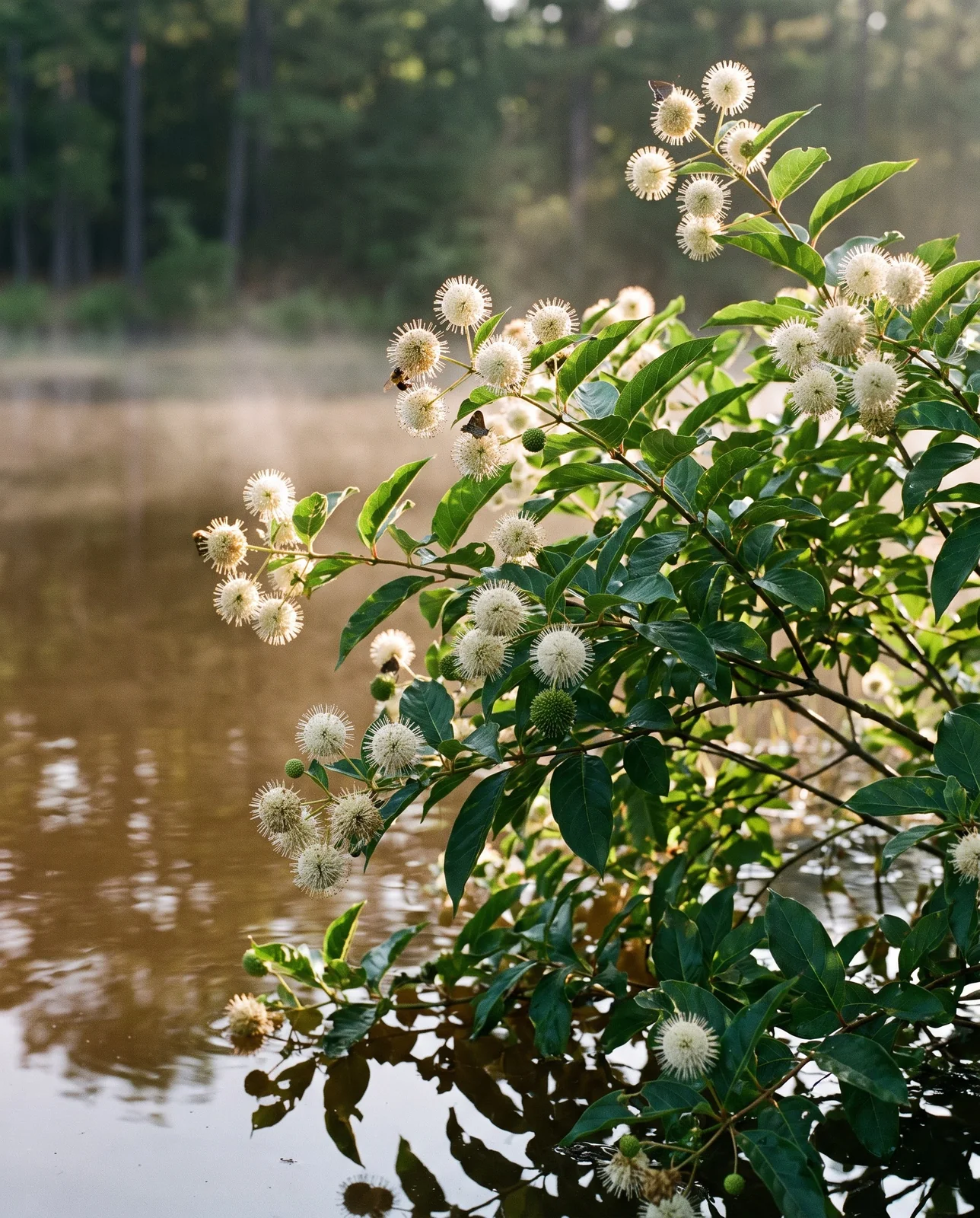 Native buttonbush in flower at a pond edge with its white pincushion flower heads and bees working them