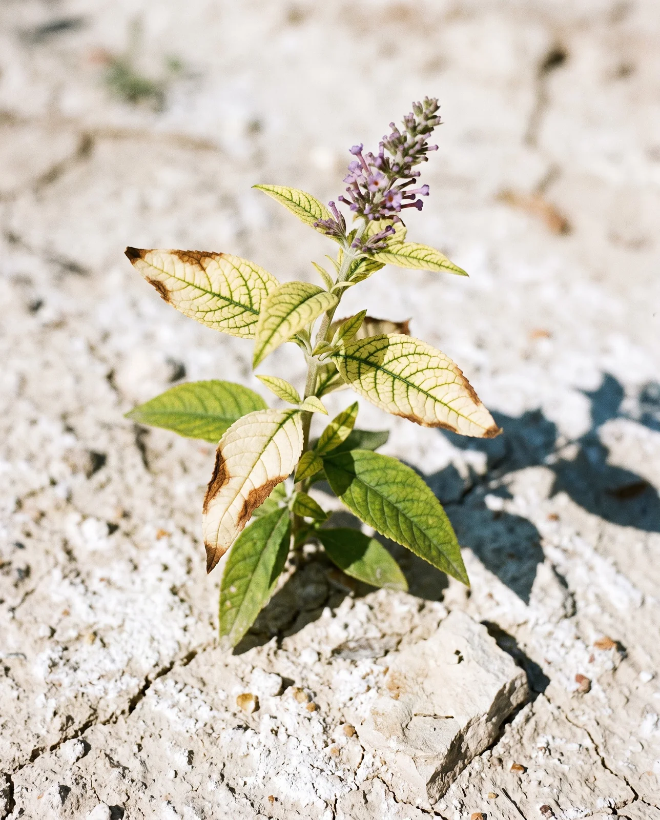 Newest butterfly bush leaves yellow between green veins on chalky alkaline soil, older leaves still green