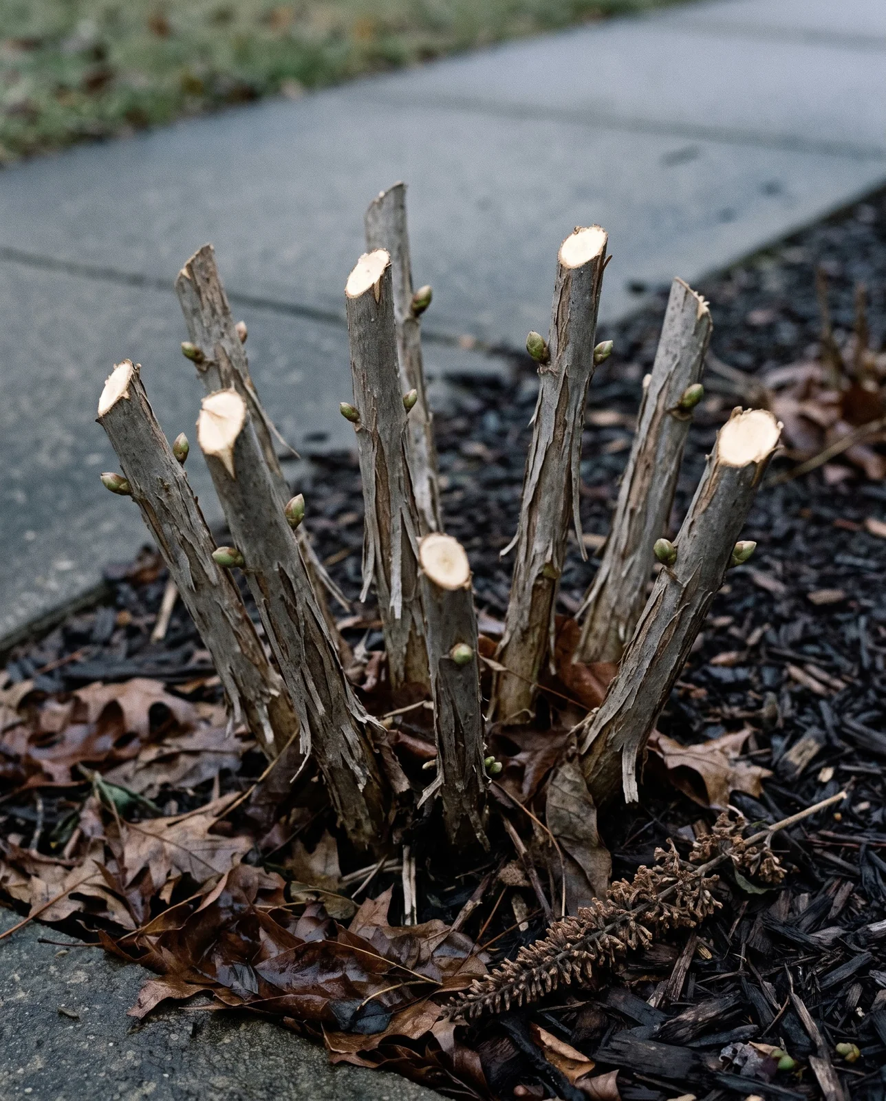 A butterfly bush cut back to a foot high in early spring, bare stubs with pale cut faces and no leaves
