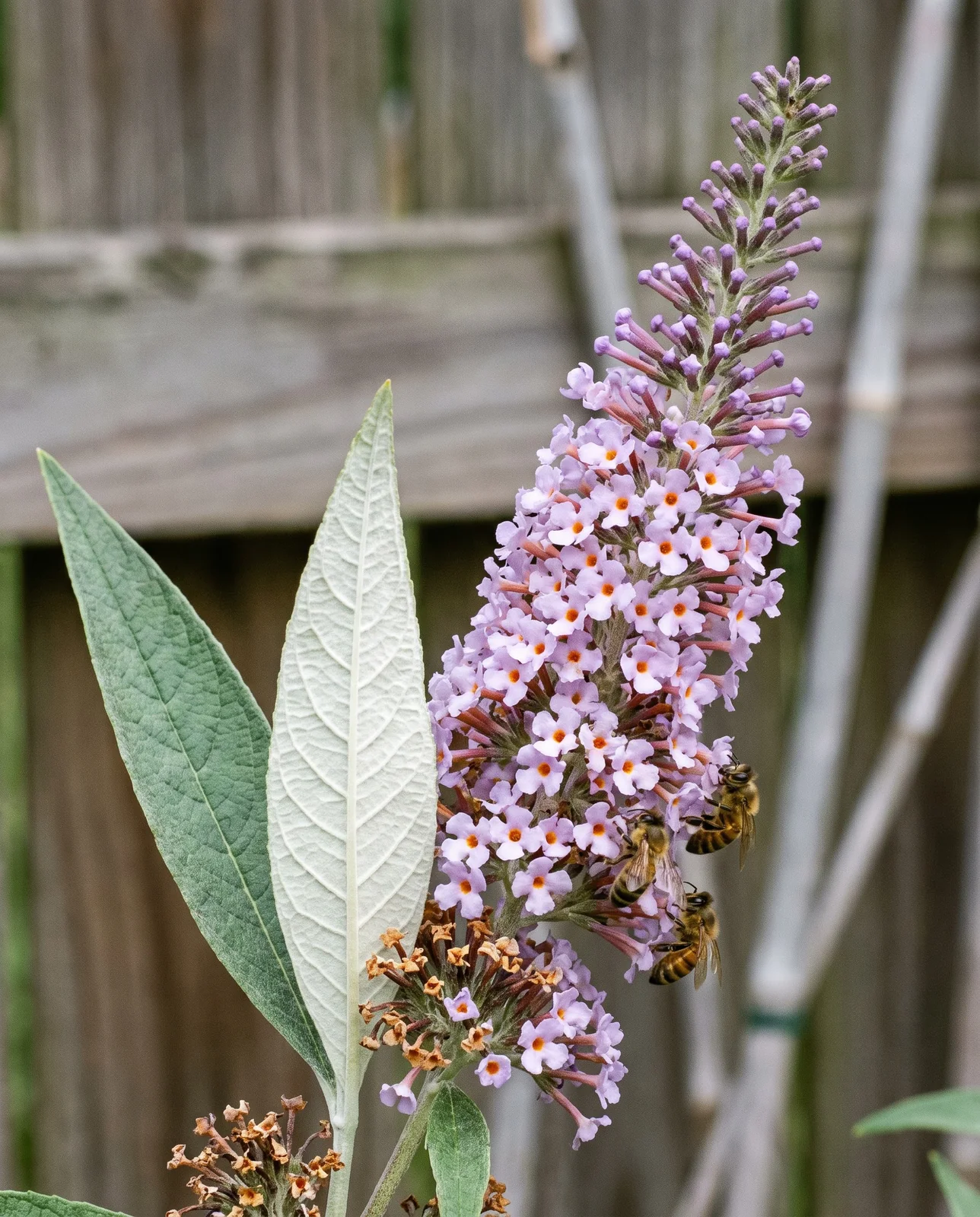 Close view of a lilac butterfly bush flower spike with orange throats beside a leaf turned to show its felted white underside