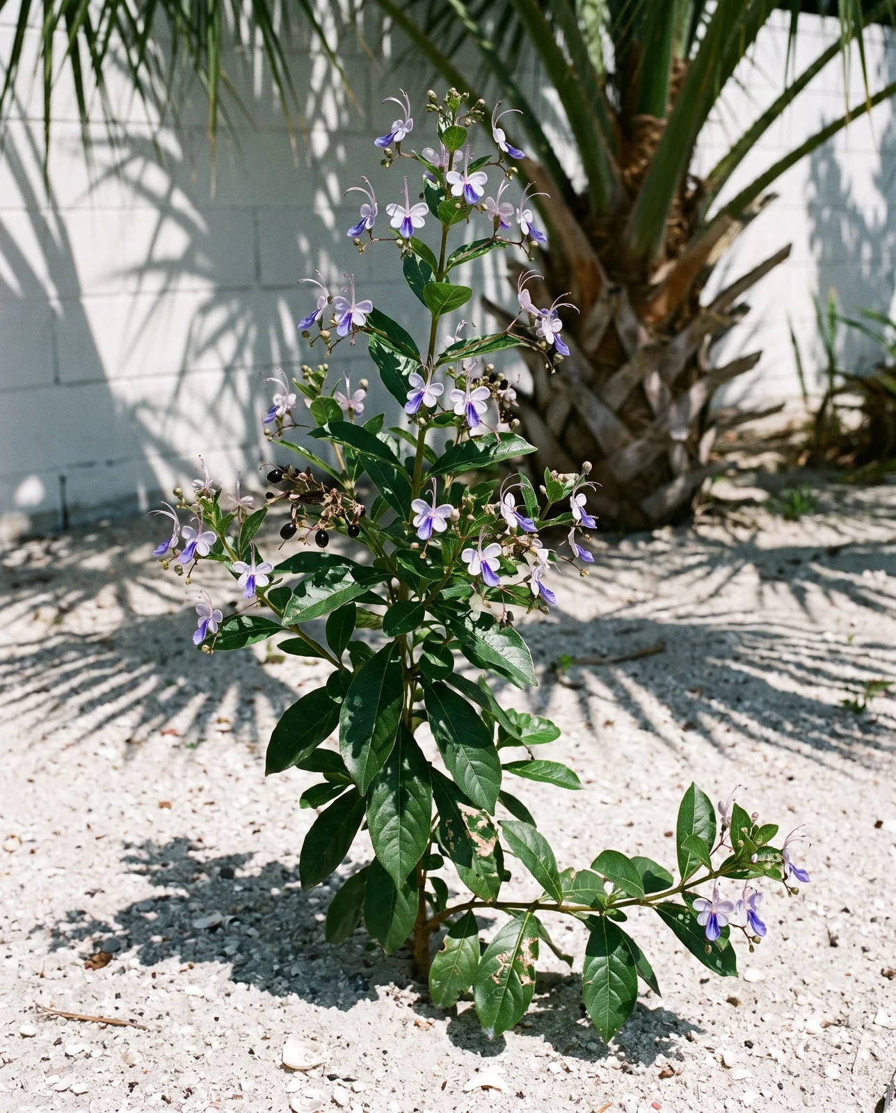 The unrelated blue butterfly bush, Rotheca myricoides, with blue and lavender flowers and long curving stamens