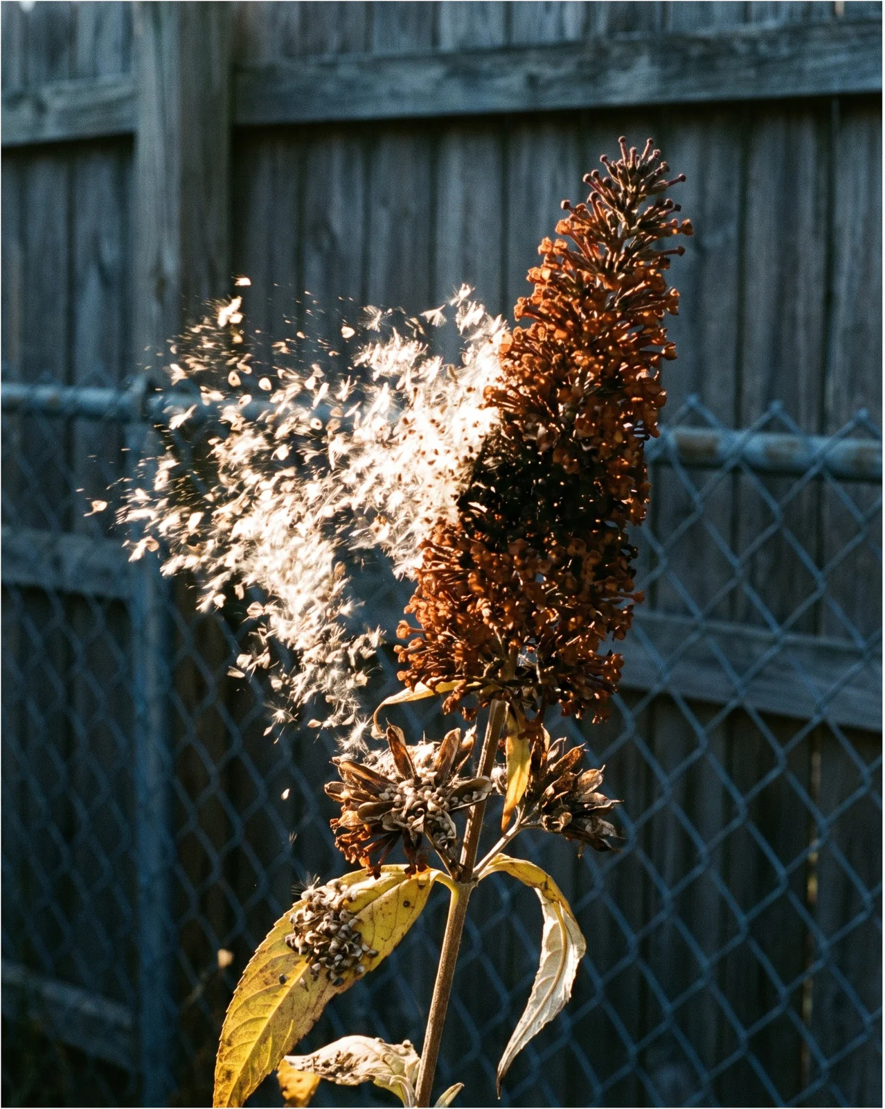 A dry brown butterfly bush seed spike splitting open with fine winged seed lifting off it in the wind