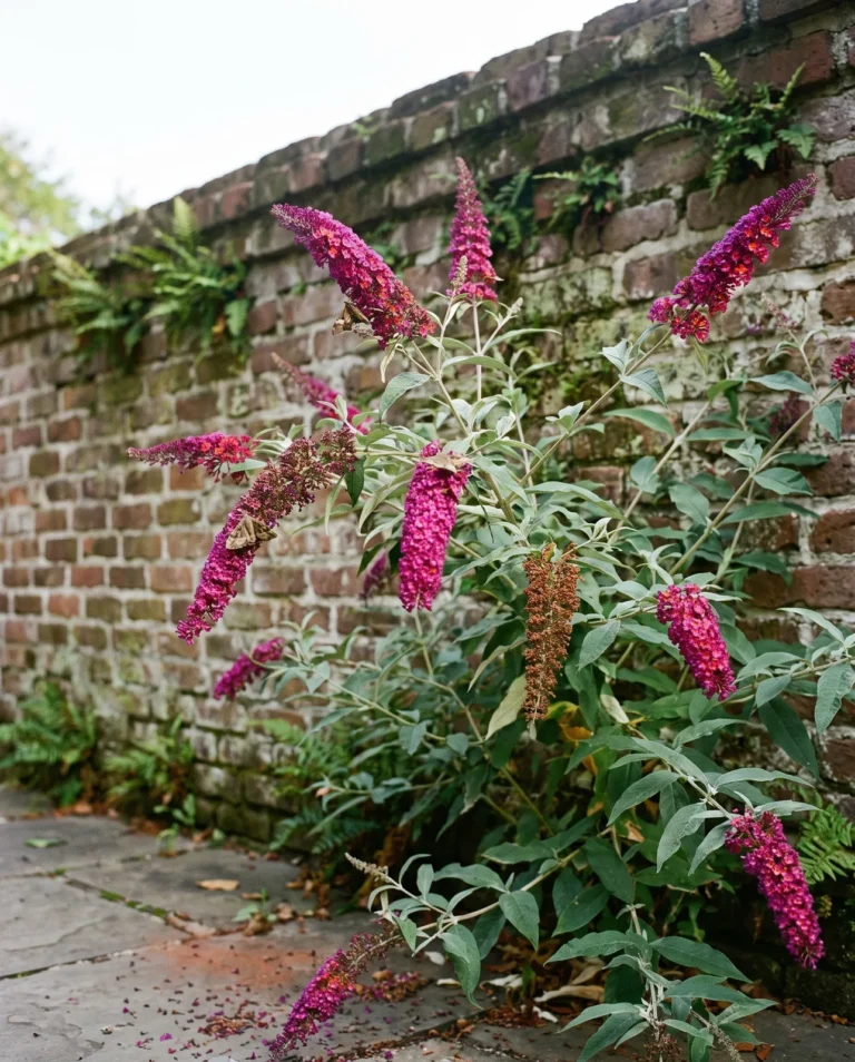 Bright reddish purple magenta butterfly bush panicles beside an old brick garden wall in humid evening light