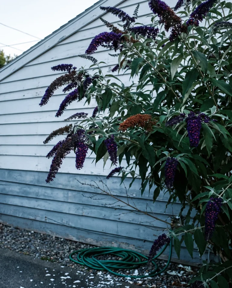 Dark purple almost black butterfly bush flower spikes against a white clapboard garage at dusk