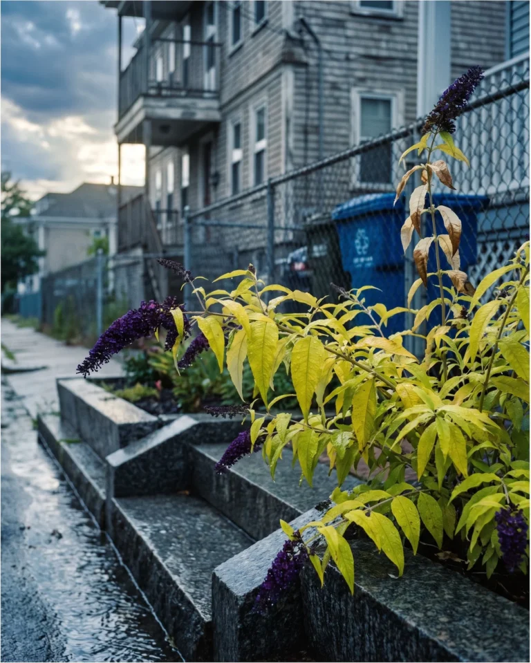 Chartreuse yellow foliage butterfly bush with dark purple flower spikes in a city bed after rain