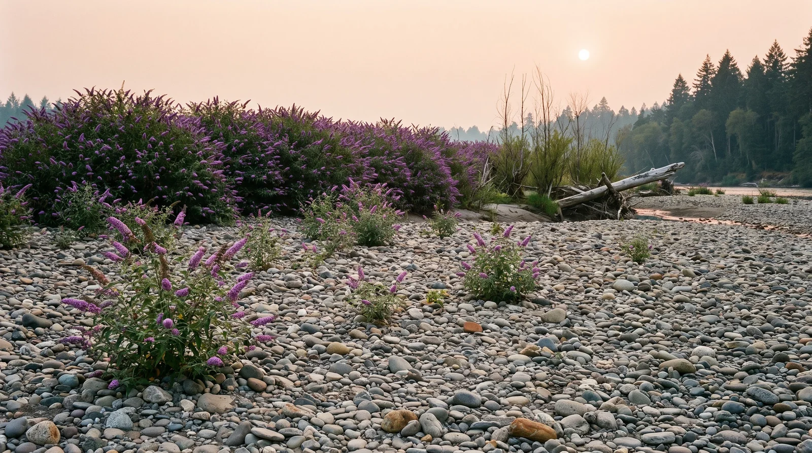 Butterfly bush thickets growing across a dry river gravel bar among willows in late summer