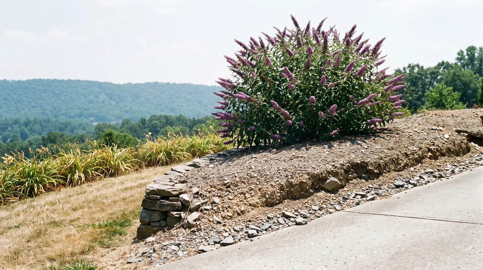 A butterfly bush flowering hard on an open sun-baked gravelly slope with sharp drainage