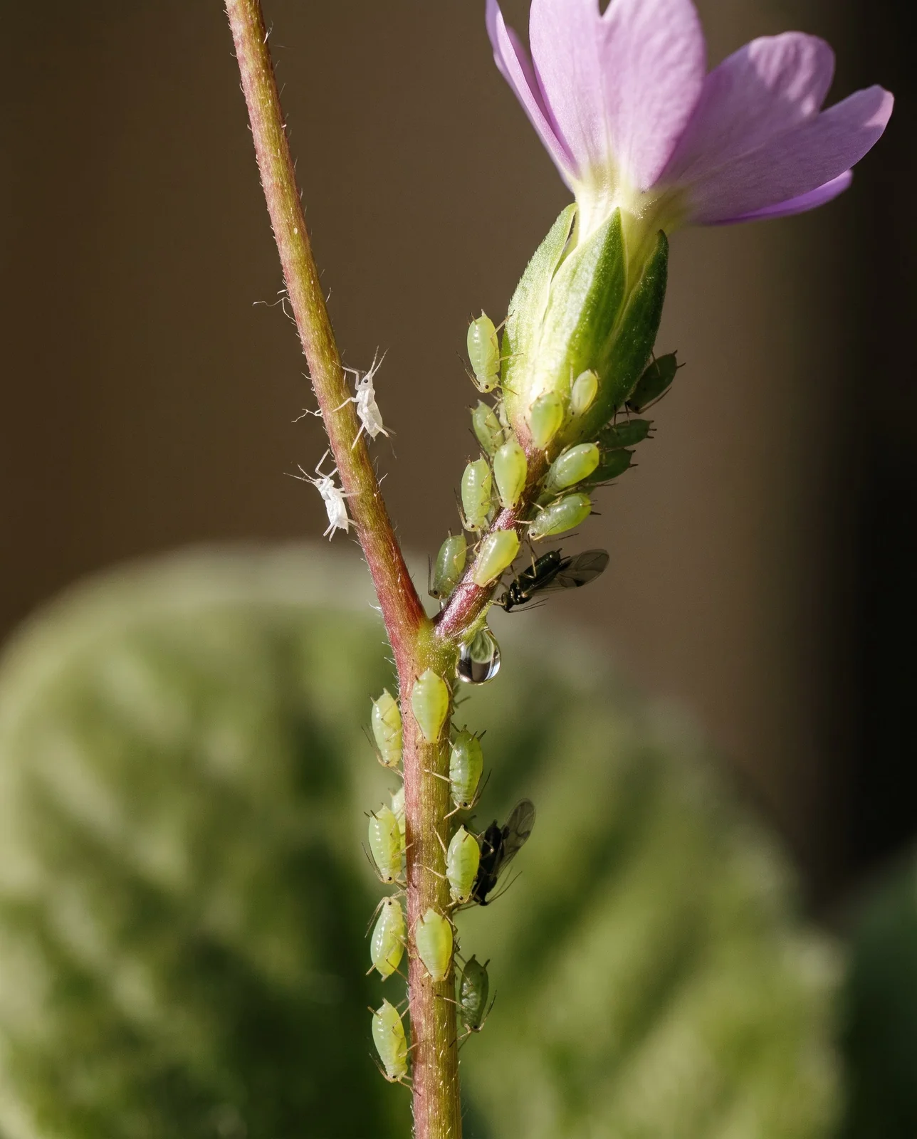 Macro of pale green aphids clustered around a cape primrose flower stalk and an unopened bud, with shed skins and honeydew
