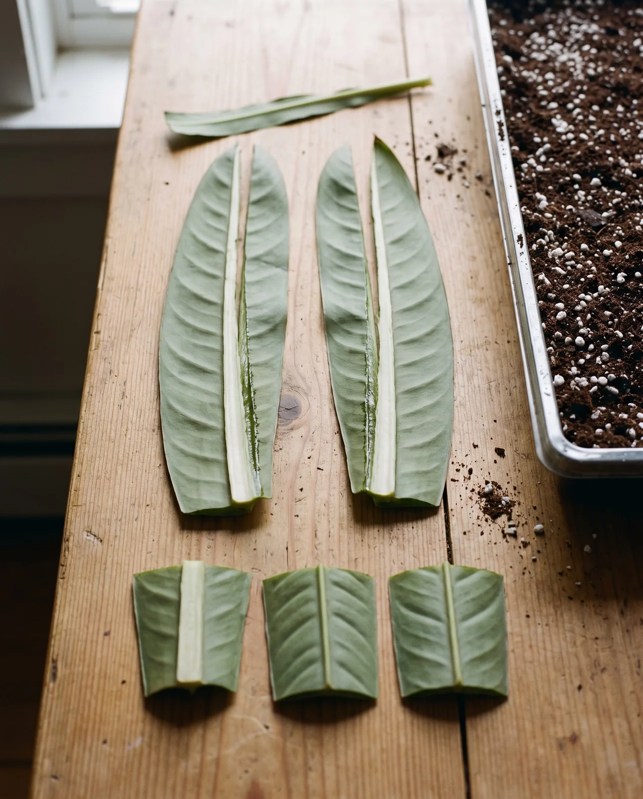 A cape primrose leaf cut into two long halves with the midrib strip set aside, and three cross-cut sections from a second leaf, on a scrubbed bench