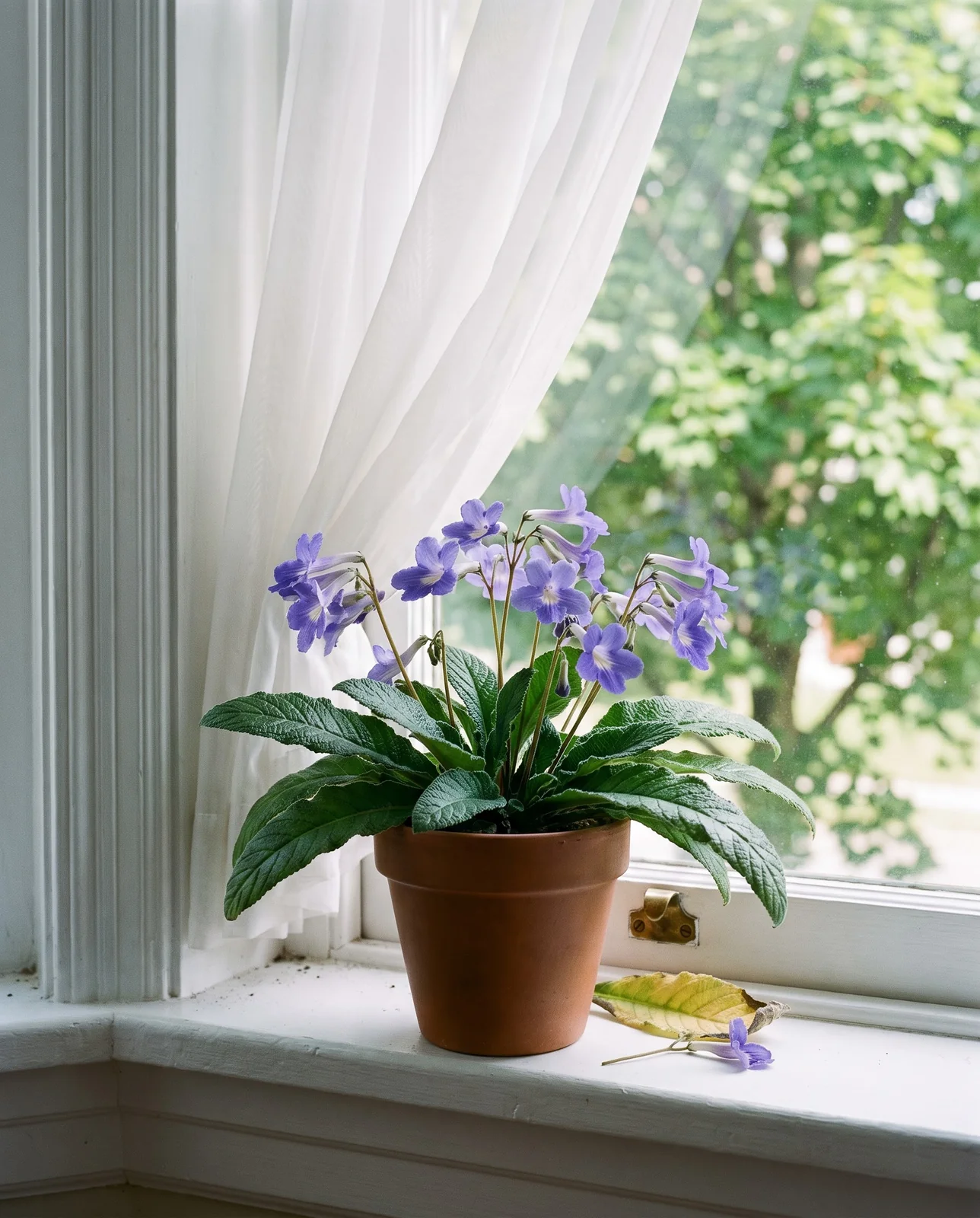A compact cape primrose in heavy flower right at the glass of an east bay window with a sheer curtain half drawn