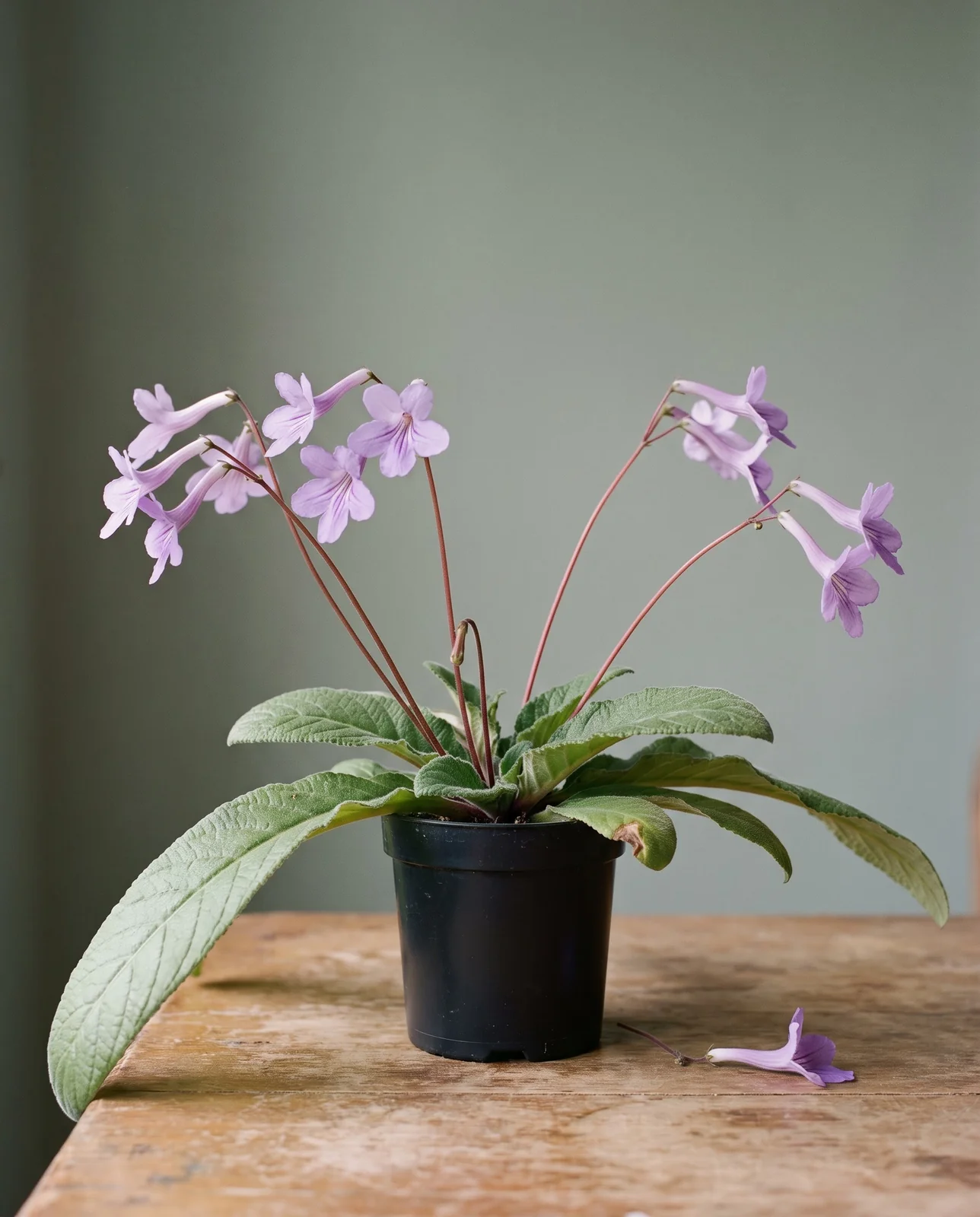 Side-on view of a cape primrose showing thin wiry stalks carrying trumpet flowers far out and above the flat rosette of strap leaves