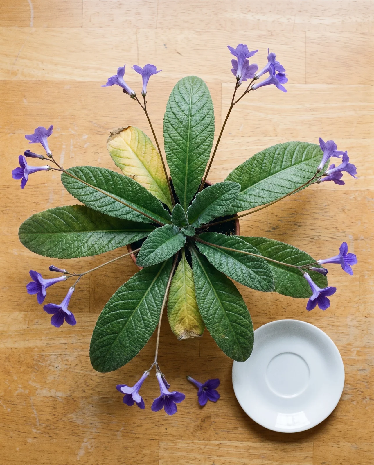 A mature cape primrose seen from directly above, its leaf rosette spreading far past the five-inch pot with flower stalks standing up through it