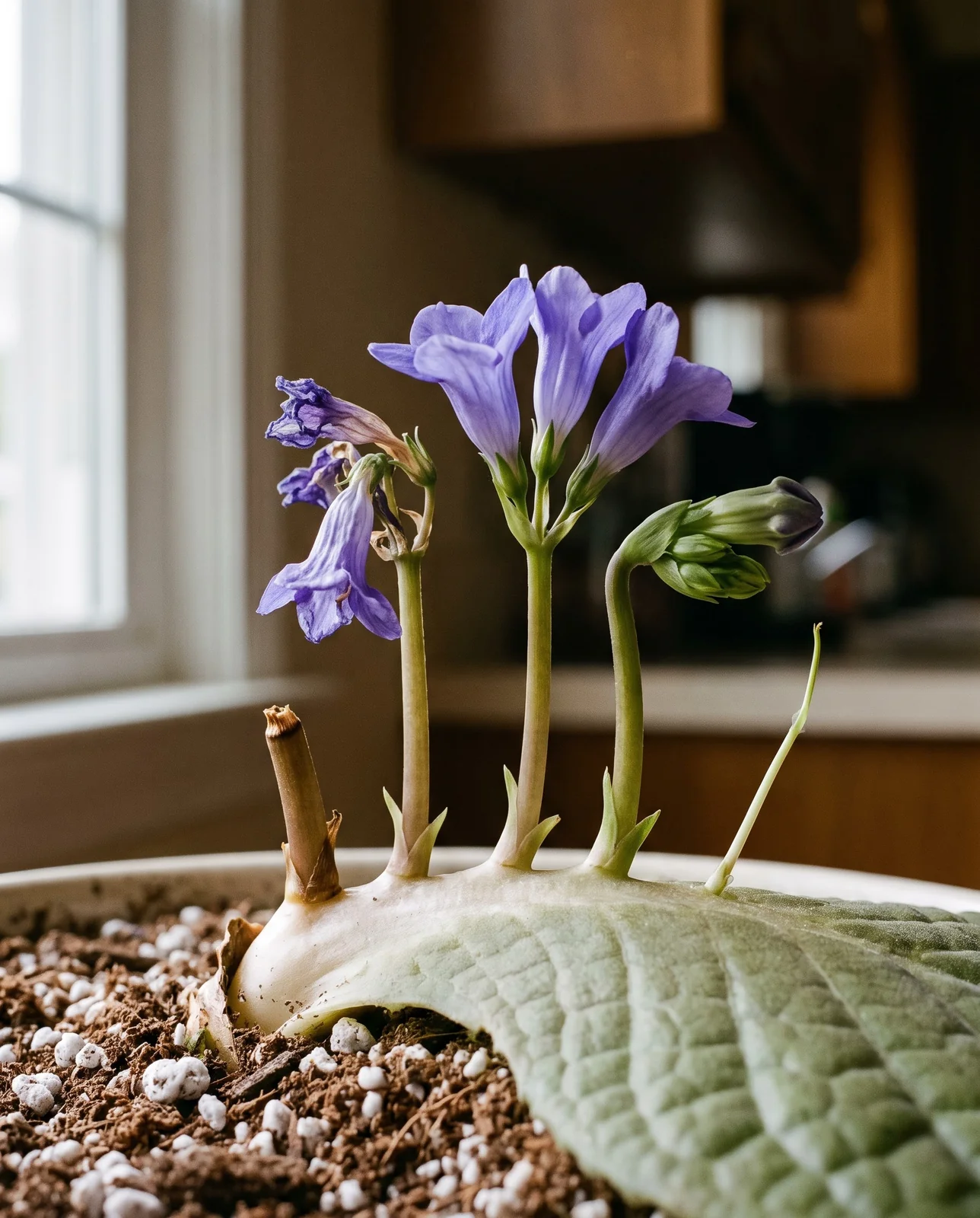 The base of one cape primrose leaf carrying five flower stalks at five different stages, from a cut stub to a just-emerging thread